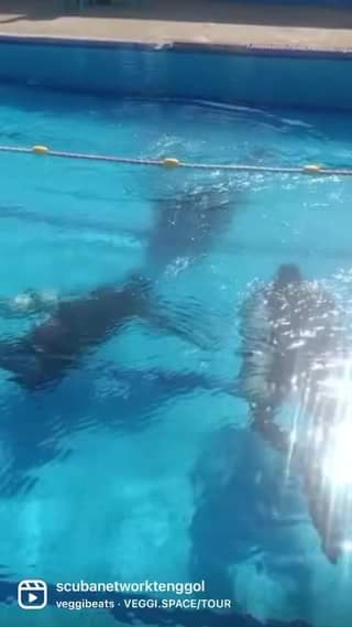 IANTD SIDEMOUNT DIVERS in the making
 Practice Sidemount diver skills at the poo…