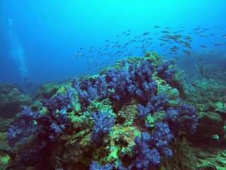 “The world seems more beautiful if you find it colourful”
 Dive site: Brolok, Te…