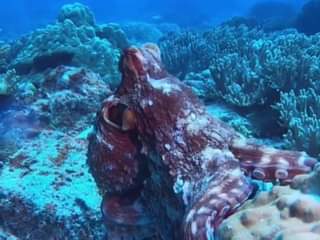 Giant Octopus in Tenggol Island Nikhmat Octopuses use camouflage when hunting an…
