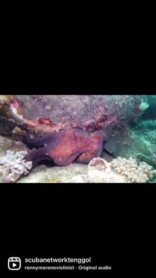 Giant Octopus in Tenggol Island Richard Octopuses use camouflage when hunting an…