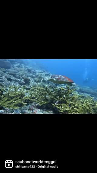 Mr Turtle of Tenggol Island
 Let’s exploring underwater world with Us from learn…