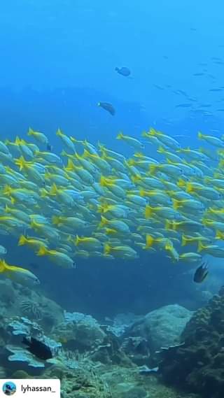 School of fishes in TenggolLet ‘s dive in Tenggol with Us @ Scuba Network  Poste…