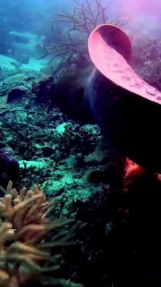 What do you expect to see underwater? Tenggol got them all
 Let’s join Us explor…