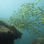 Dive Tenggol with @scubanetworktenggol
 Pre-monsoon dive trips in Tenggol with s…