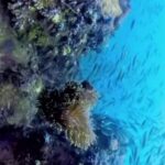 Dive Tenggol with @scubanetworktenggol
 Clear visibility these days before monso…