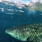 The whale shark came near our boat and play with Us .               @muisz75#div…